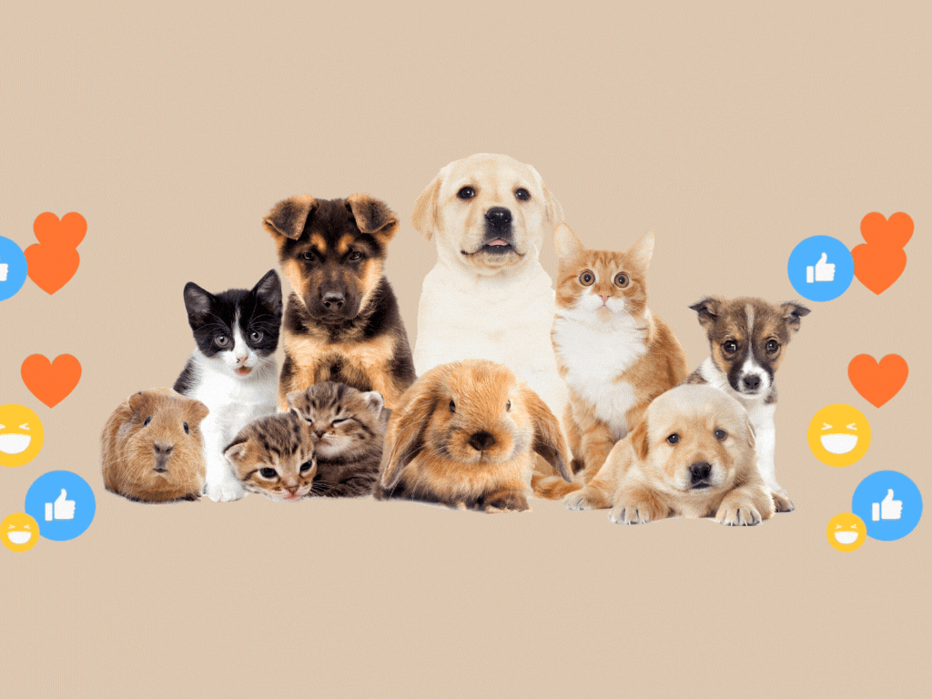 Pet Influencers in India The Next Big Thing in Social Media and Marketing in 2025 (1) 1